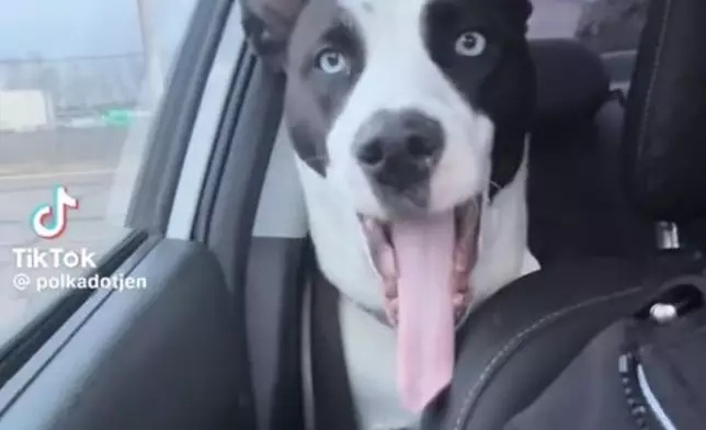 狗狗搭車外出誤以為去兜風，發現目的地竟是獸醫診所瞬間「變臉」。TikTok圖片