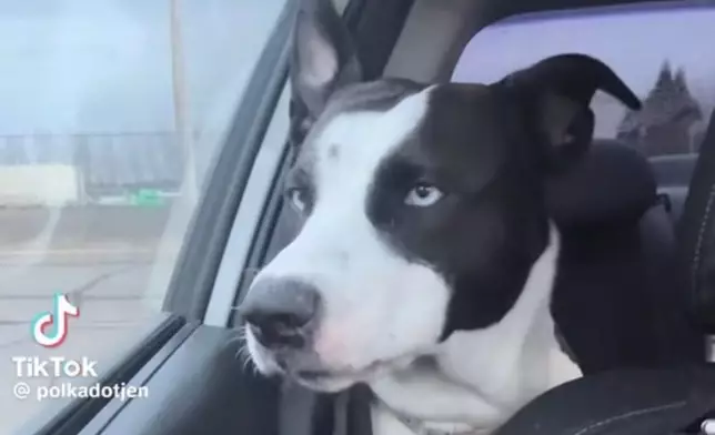 狗狗搭車外出誤以為去兜風，發現目的地竟是獸醫診所瞬間「變臉」。TikTok圖片