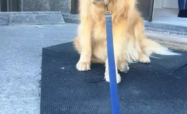 愛犬一反常態拒離開，飼主數小時後獲悉90歲祖母離世才知牠或早有感應。TikTok圖片