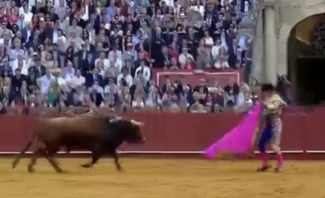 鬥牛士同公牛纏鬥失手遭牛角刺穿直腸。網上圖片