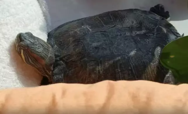 女飼主見飼養20年寵物龜多次在鞋內產蛋感驚奇。影片截圖