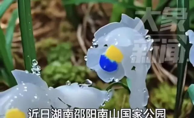 湖南南山國家公園驚現逾400株水晶蘭。影片截圖