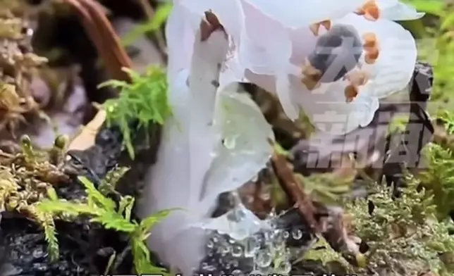 湖南南山國家公園驚現逾400株水晶蘭。影片截圖