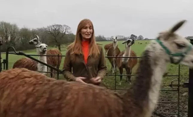 笨賊偷煙後翻入農場躲追捕遭8隻羊駝圍捕終被拘捕。網上圖片