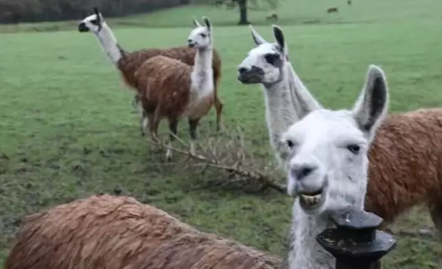 笨賊偷煙後翻入農場躲追捕遭8隻羊駝圍捕終被拘捕。網上圖片