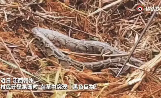 村民在果園作業驚見2.5米長巨蟒蠕動嚇壞。影片截圖