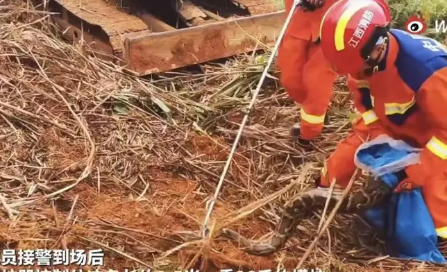 村民在果園作業驚見2.5米長巨蟒蠕動嚇壞。影片截圖