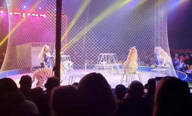 俄羅斯馬戲團老虎疑受驚跳出圍網闖入觀眾席引恐慌。網上圖片