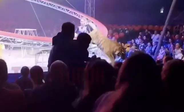 俄羅斯馬戲團老虎疑受驚跳出圍網闖入觀眾席引恐慌。網上圖片