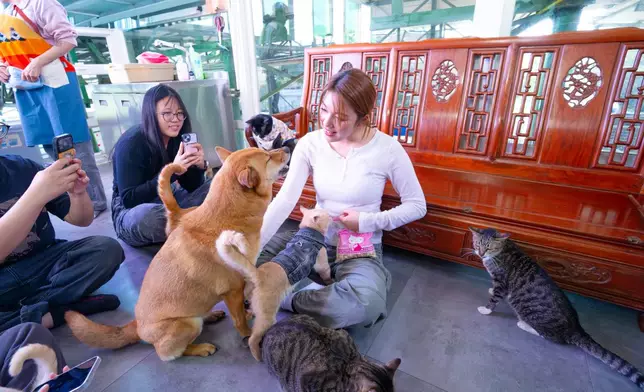 其後轉到貓舍，她甫坐下即有貓貓湧上大腿討抱，其中一隻更出手打其他貓要獨霸Feanna，場面搞笑。