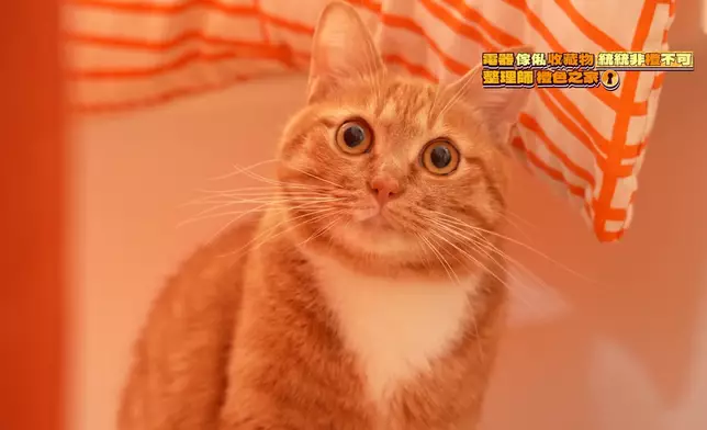 愛貓牙吉的毛色亦接近橙色。