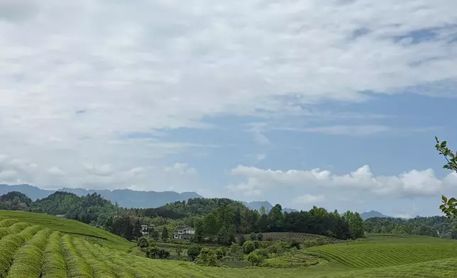 茶海。巴士的報記者攝