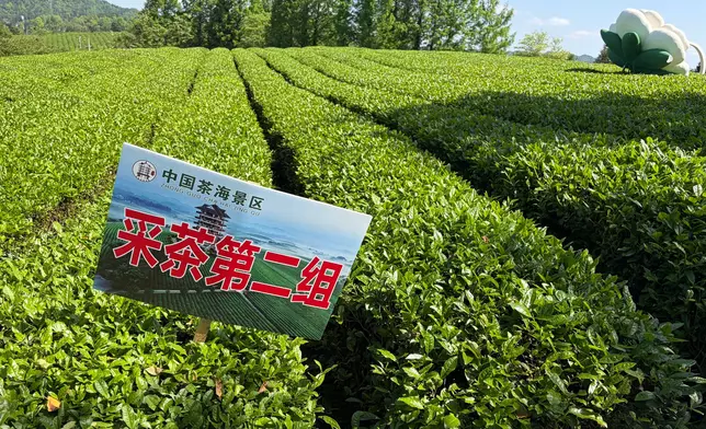 茶海。巴士的報記者攝