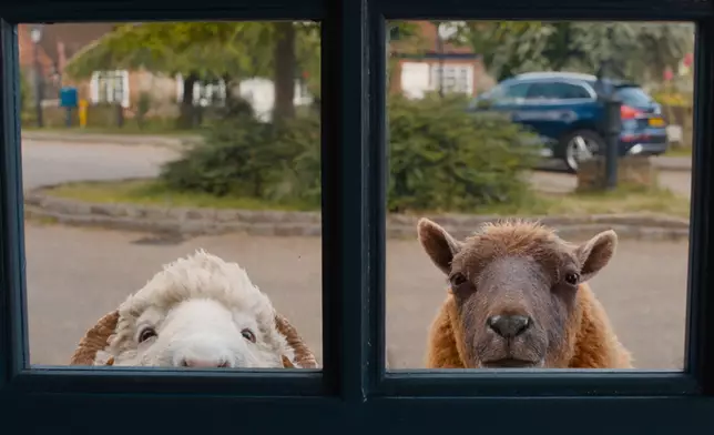 《綿羊偵探團》劇照