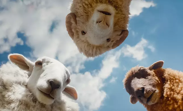 《綿羊偵探團》劇照