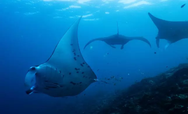2026年3月7日周六，印尼四王群島蝠鱝嶺（Manta Ridge）潛水點，遠洋蝠鱝游弋。(美聯社圖片/Claudia Rosel) AP圖片