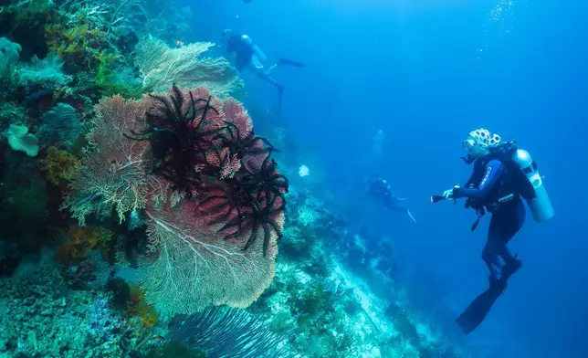 2026年3月3日周二，印尼四王群島米蘇爾（Misool）的柳珊瑚牆（Gorgonian Wall）潛水點，潛水員觀看柳珊瑚。(美聯社圖片/Claudia Rosel) AP圖片