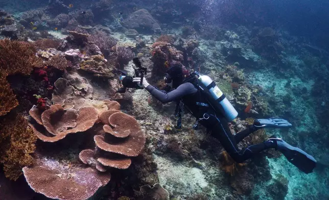 2026年3月5日周四，印尼四王群島克爾諾海峽（Kerno Channel）潛水點，海洋生物學家波爾·拉莫斯（Pol Ramos）正在拍攝珊瑚。(美聯社圖片/Claudia Rosel) AP圖片