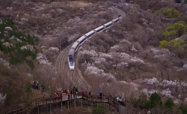 2026年3月30日周一，一列中國高鐵駛過北京居庸關長城（Juyongguan Great Wall）外的盛開桃花旁。(美聯社圖片/Vincent Thian) AP圖片