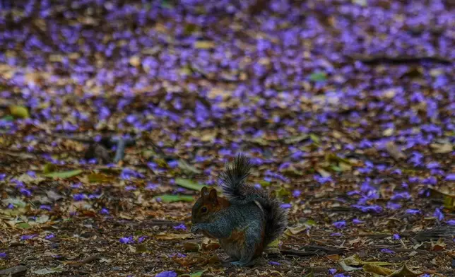 2026年3月31日周二，一隻松鼠在墨西哥城查普爾特佩克公園（Chapultepec Park）內，以一片藍花楹花海為背景享用種子。(美聯社圖片/Marco Ugarte) AP圖片