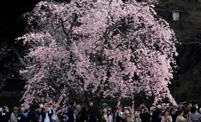 2026年3月27日周五，人們在東京皇居（Imperial Palace）的花園內觀賞盛開的櫻花。(美聯社圖片/Shuji Kajiyama) AP圖片