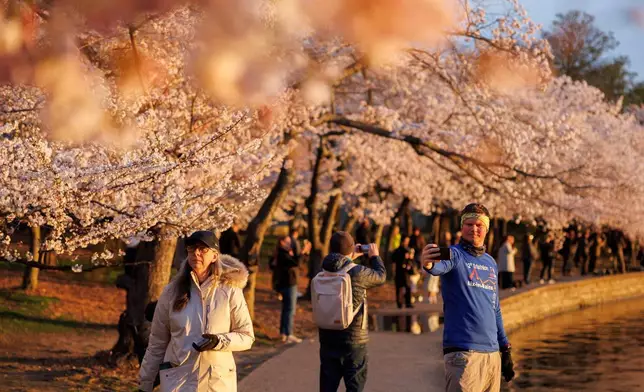2026年3月25日周三，一名遊客在華盛頓潮汐湖畔的櫻花樹下自拍。(美聯社圖片/Tom Brenner) AP圖片