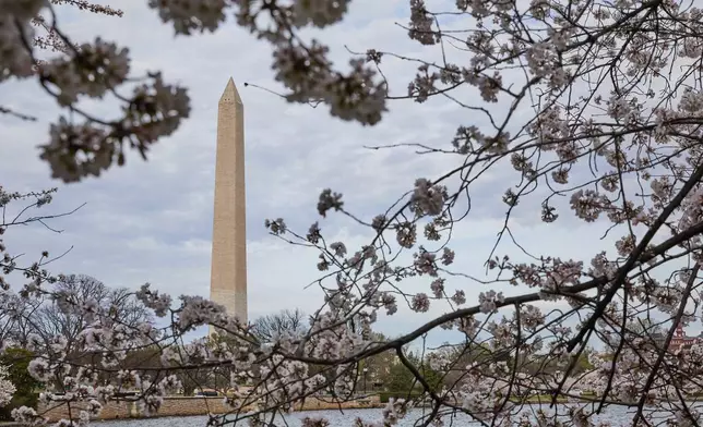 2026年3月25日周三，華盛頓潮汐湖畔的華盛頓紀念碑（Washington Monument）前，櫻花接近盛開。(美聯社圖片/Sydney Schaefer) AP圖片