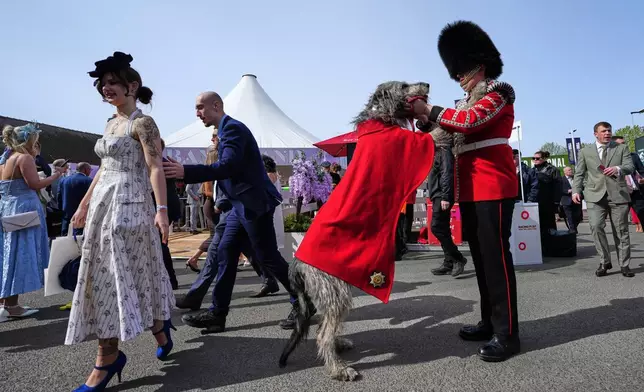 愛爾蘭衛隊（Irish Guards）的團吉祥物，愛爾蘭獵狼犬（Irish Wolfhound）西莫斯（Seamus），於2026年4月10日周五，出席英格蘭利物浦（Liverpool）附近的艾恩特里賽馬場（Aintree racecourse）舉行的英國國家大賽馬節（Grand National Horse Racing festival）第二天的女士日（Ladies Day）活動。(美聯社圖片/Jon Super) AP圖片