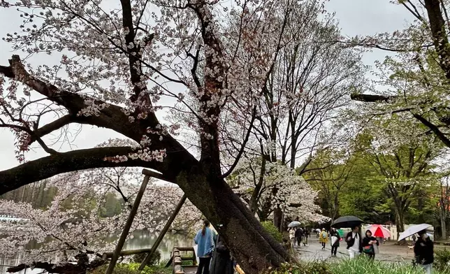 2026年4月4日周六，東京最受歡迎的賞櫻地點之一井之頭公園（Inokashira Park），可見一棵老齡櫻花樹。（美聯社圖片/Mari Yamaguchi） AP圖片
