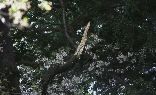 東京砧公園內，一棵櫻花樹倒塌後損毀了附近另一棵樹。攝於2026年4月3日周五。(美聯社圖片/Mayuko Ono) AP圖片