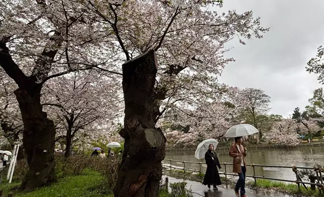 2026年4月4日周六，東京最受歡迎的賞櫻地點之一井之頭公園（Inokashira Park），民眾走過一棵老齡櫻花樹。（美聯社圖片/Mari Yamaguchi） AP圖片
