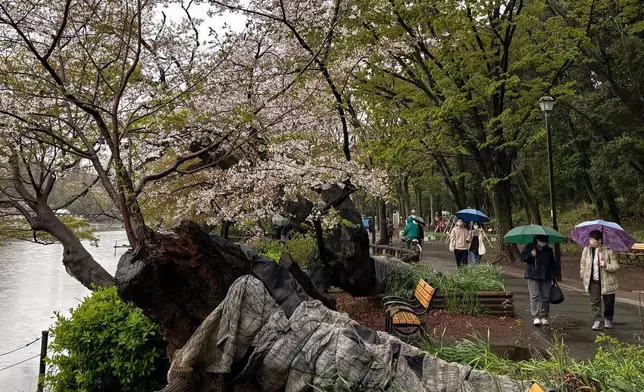 2026年4月4日周六，東京最受歡迎的賞櫻地點之一井之頭公園（Inokashira Park），可見一棵倒塌的櫻花樹。（美聯社圖片/Mari Yamaguchi） AP圖片