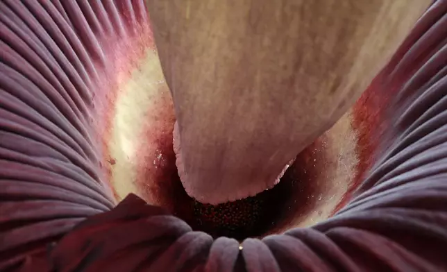 2026年4月14日周二，麻省南哈德利曼荷蓮學院校園內的塔爾科特溫室（Talcott Greenhouse），被暱稱為「龐吉」（Pangy）的屍花（泰坦魔芋，Amorphophallus titanum）盛開，圖為其內部特寫。(美聯社圖片/Leah Willingham) AP圖片