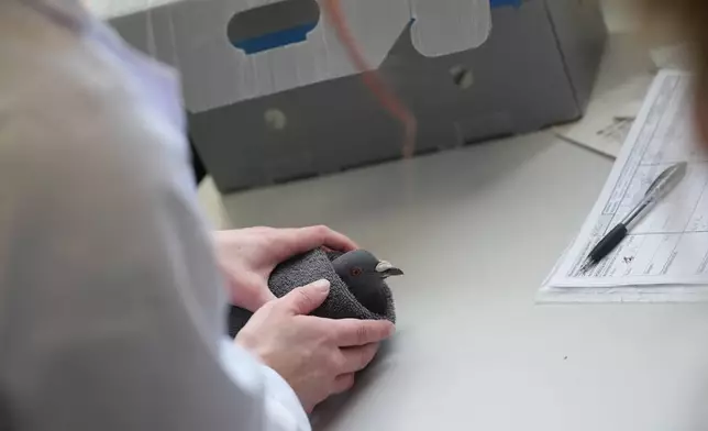 2026年4月17日，一隻鴿子在巴黎郊區馬桑阿爾福（Maisons-Alfort）的野生動物獸醫醫院接受治療。(美聯社圖片/Christophe Ena) AP圖片