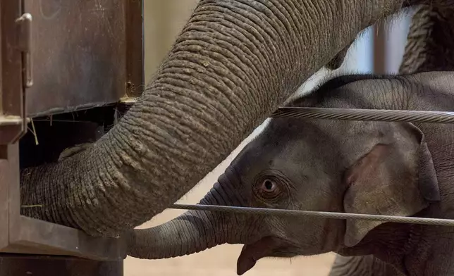 10周大的亞洲象幼崽琳美（Linh Mai）在華盛頓國家動物園（National Zoo）首度公開亮相時，模仿「阿姨」斯瓦爾納（Swarna）伸手到乾草餵食器。攝於2026年4月22日周三。(美聯社圖片/Jacquelyn Martin) AP圖片