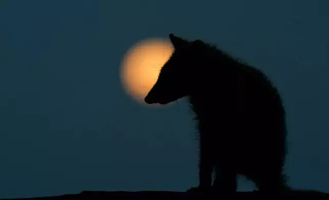 檔案圖片：2026年4月1日，一隻浣熊在巴拿馬城夜空下，映襯著一輪粉紅色明月。 (美聯社圖片/Matias Delacroix) AP圖片