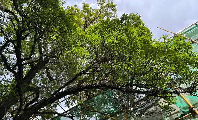 據說是在宗喀巴大師斷臍滴血處長出的菩提樹，信徒與朝聖者會專門在此等候或尋找落葉。巴士的報記者攝