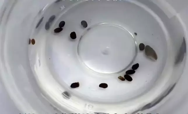 7旬婆婆墮池塘後出現乏力發燒，送院揭身藏17隻蜱蟲。影片截圖