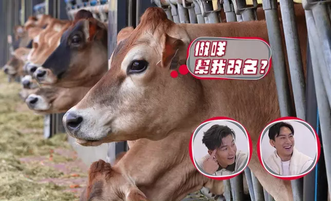 Jaco忽發奇想幫牛牛改名，搞到啲大人好開心。