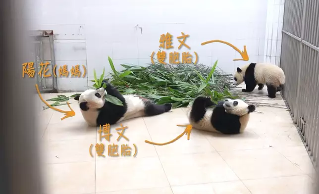 Janet真係當正啲大熊貓係親生仔女咁照顧。