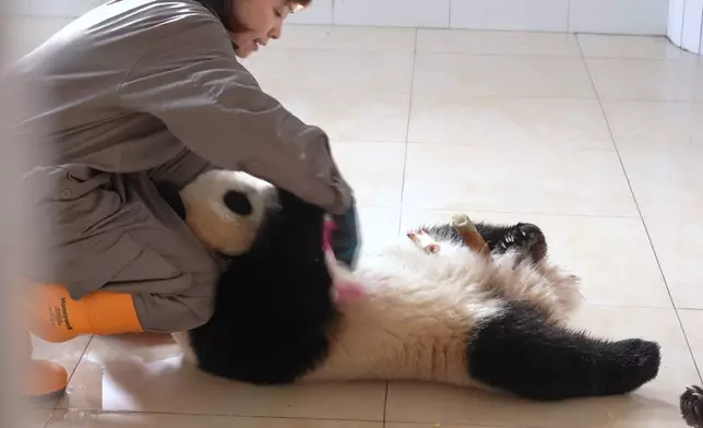 Janet真係當正啲大熊貓係親生仔女咁照顧。