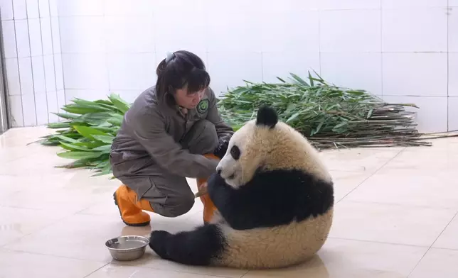 Janet真係當正啲大熊貓係親生仔女咁照顧。