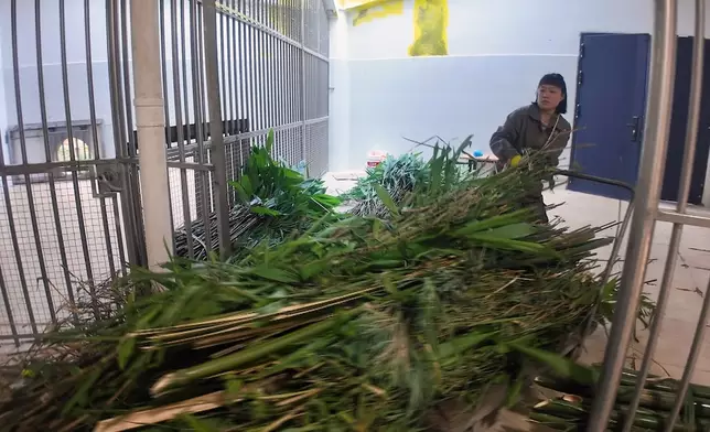 照顧大熊貓有好多體力勞動工作，當中包括破竹。