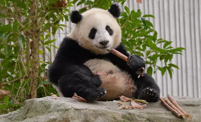 想親眼見證大熊貓嘅得意日常，記得收睇明晚首播嘅《周遊人生》呀。