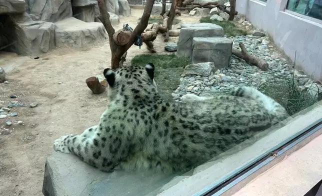 青藏高原野生動物園救治的雪豹。巴士的報記者攝