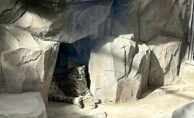 青藏高原野生動物園救治的雪豹。巴士的報記者攝