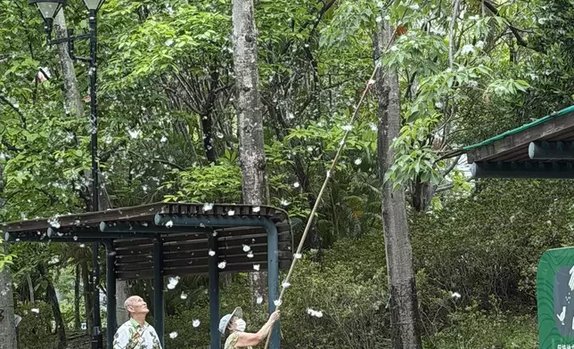 婆婆被捕捉到手持長竹竿採摘樹上的木棉絮，身後更有伯伯持膠袋負責接應，場面帶點浪漫。FB圖片