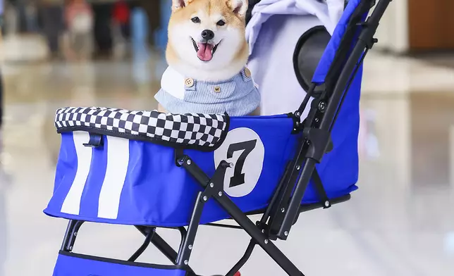 限量超跑設計寵物車