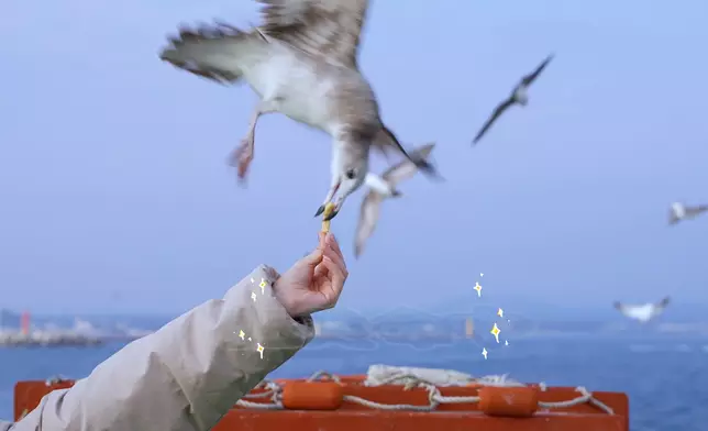 海鷗完美示範掠食。