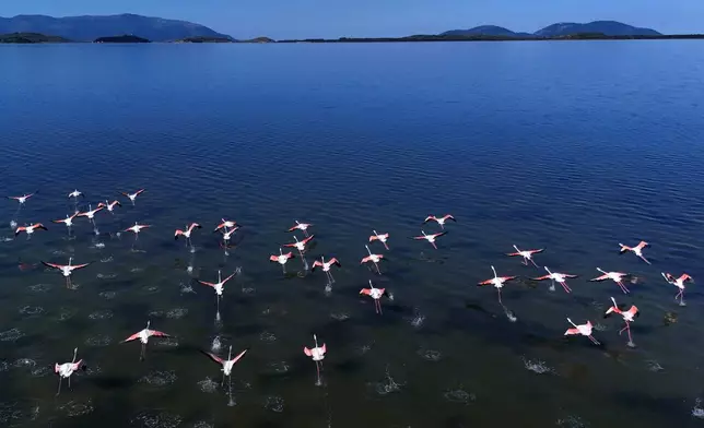 火烈鳥在阿爾巴尼亞西部納爾塔潟湖區上空飛翔，該區正因賈里德·庫什納相關的大型沿海發展項目，面臨環境影響及透明度問題的抗議。攝於2026年6月6日周六。(美聯社圖片/Hameraldi Agolli) AP圖片